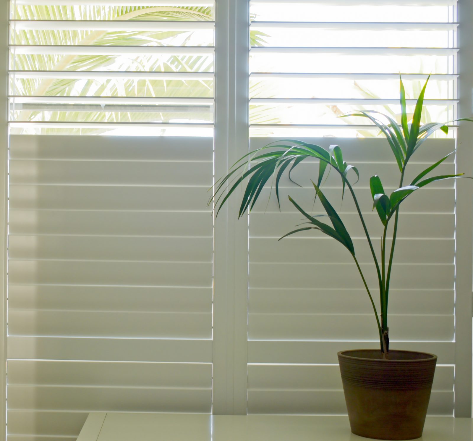 Close-up of white wooden plantation shutters with palm tree plant